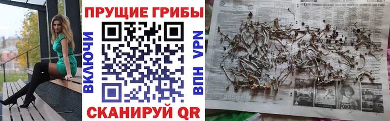 Псилоцибиновые грибы Psilocybine cubensis дарнет шоп Асино